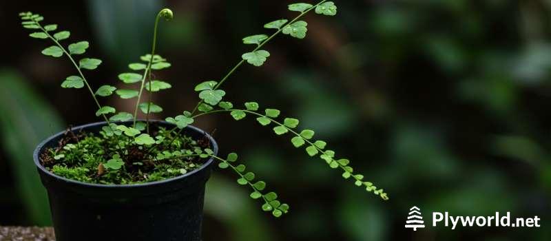 Plantas pequeñas que viven en ambientes húmedos 9 Helecho botón (Pellaea rotundifolia)